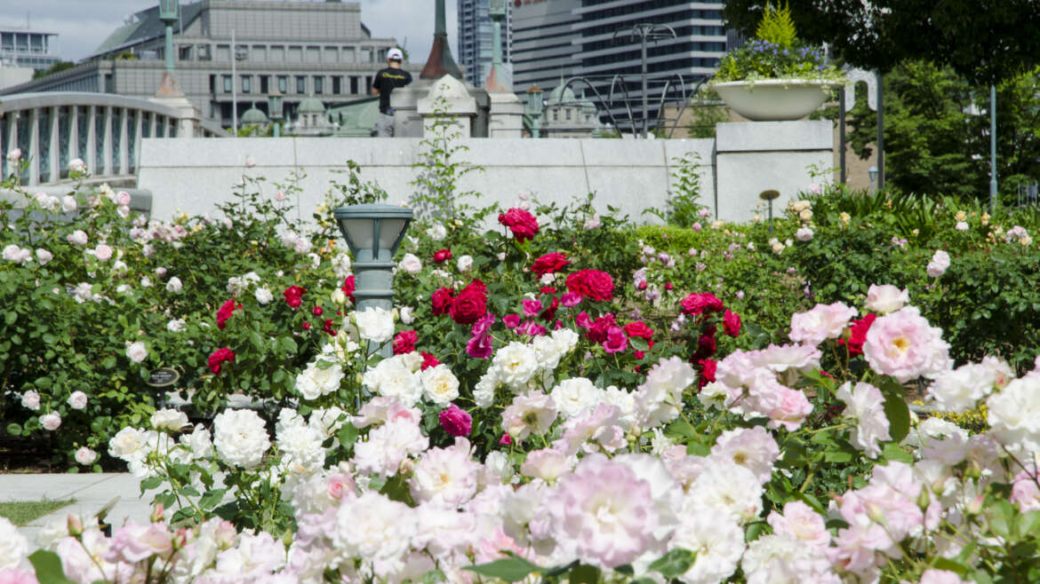 Nakanoshima Rose Garden